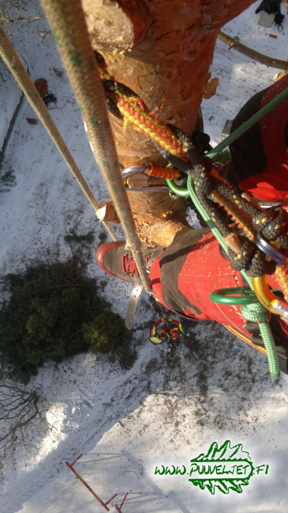 Puunkaato Turku hinta