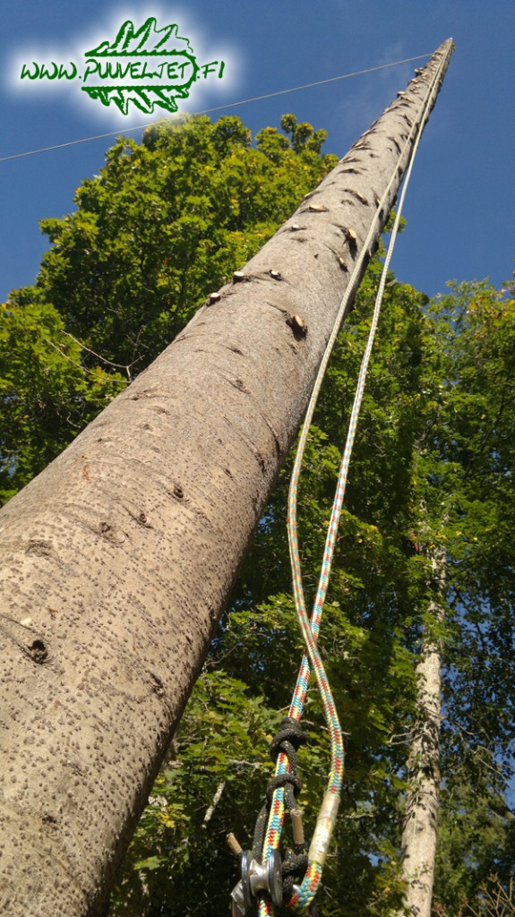 Puunkaato Turku hinta