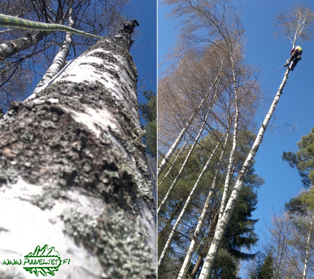 Puunkaato Turku hinta