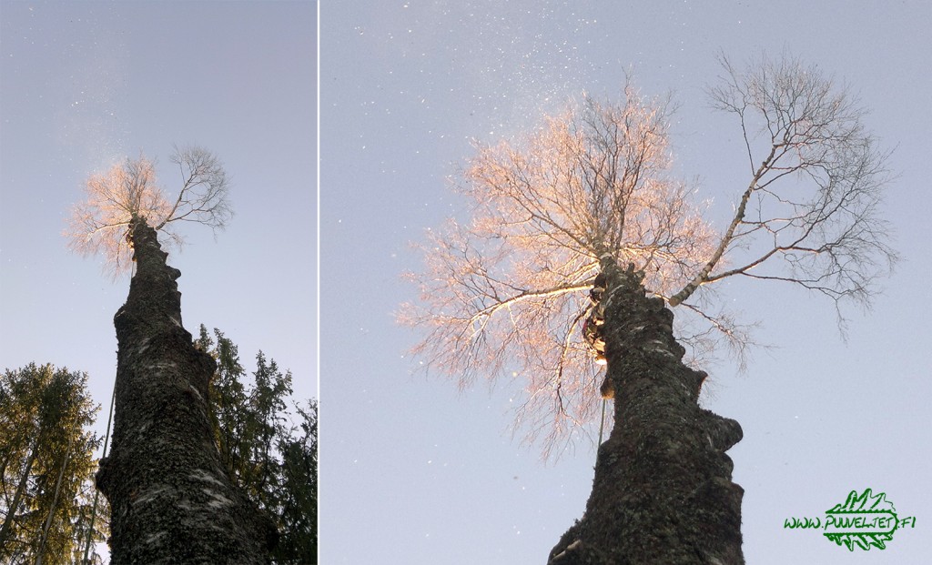 Puunkaato Turku hinta